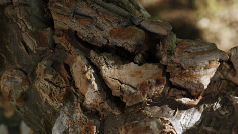 Close-up-of-tree-bark-with-the-background-out-of-focus