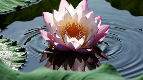 pink lotus flower in a pond