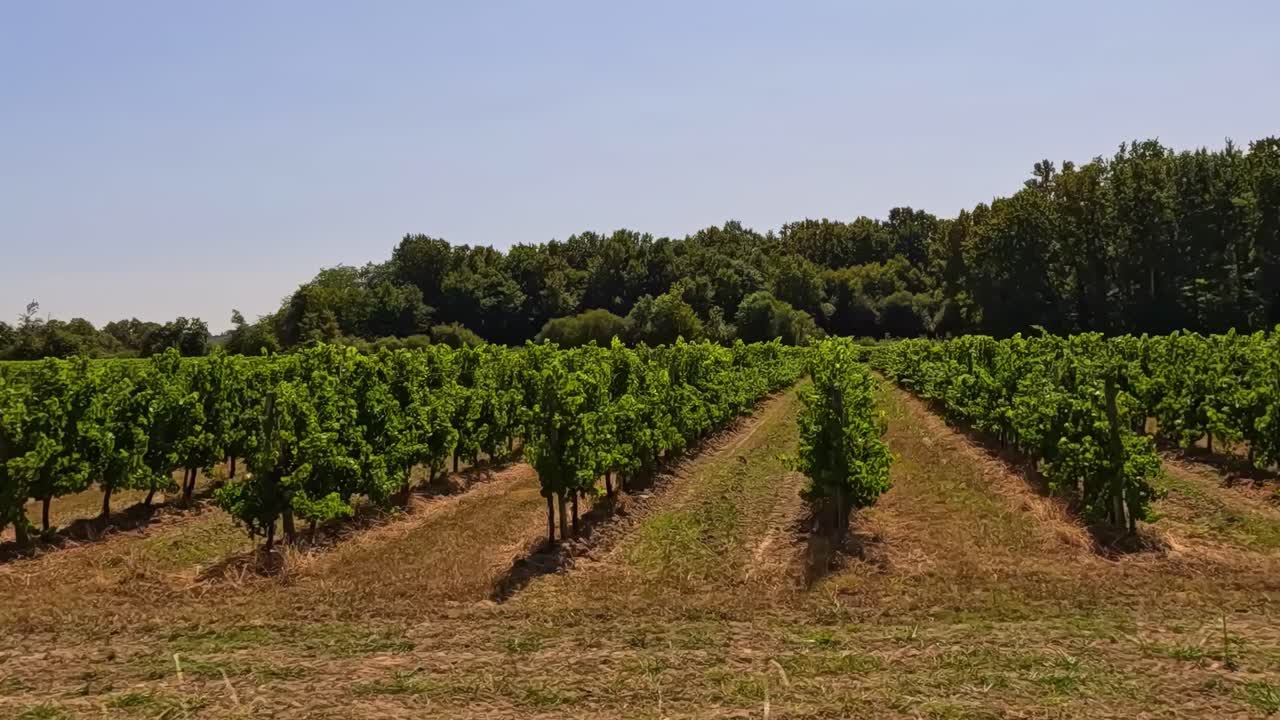 Rows of grapevines under a clear blue sky