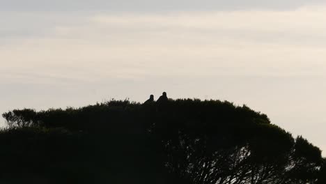 silueta de un par de pájaros en un nido en la parte superior del árbol contra el cielo sombrío