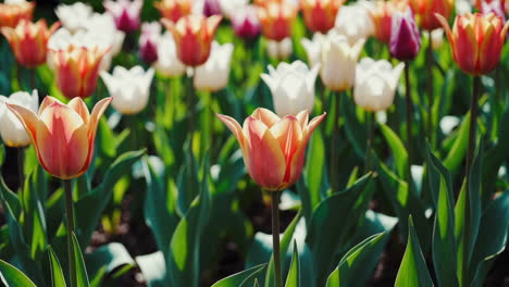 el colorido campo de tulipanes