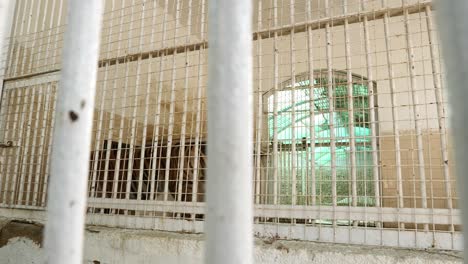 striped tiger walking back and forth in captivity inside cage at zoo in karachi