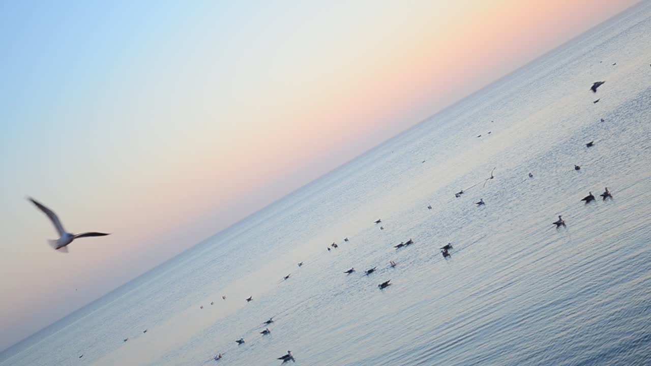 カモメと海。海とカモメ