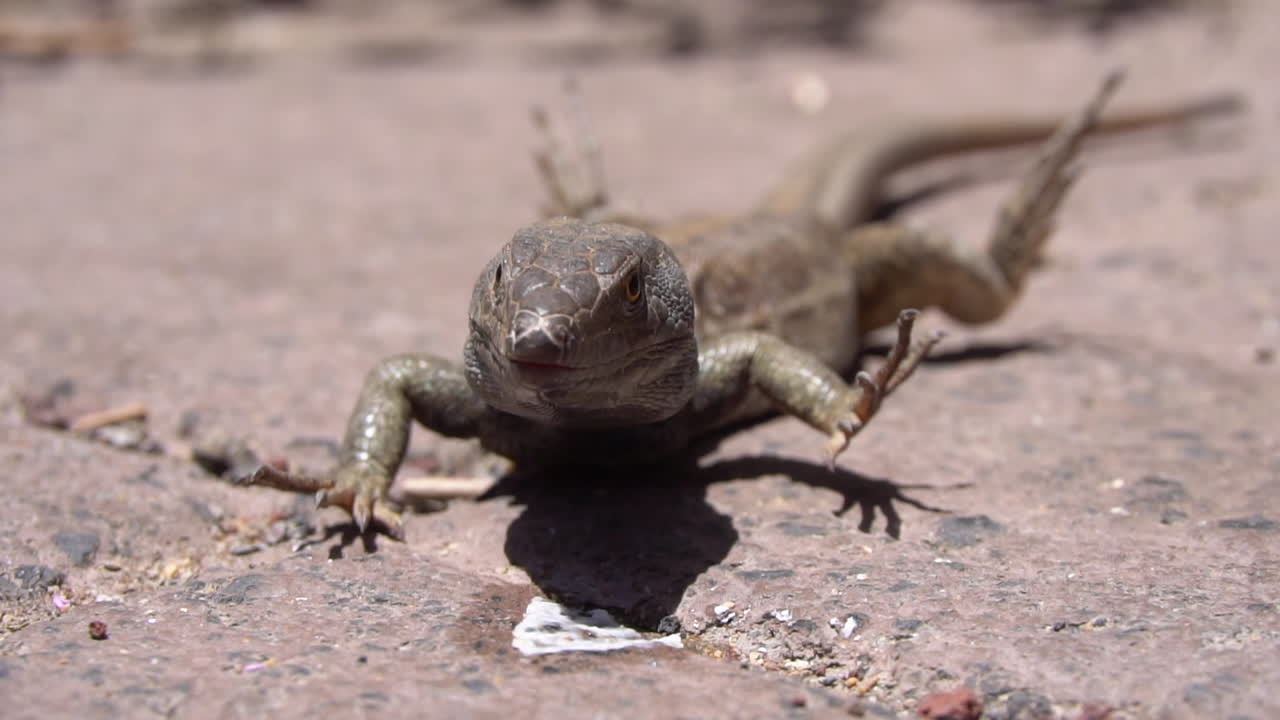 A slow motion macro shot of a small lizard doing power planks on the hot ground.