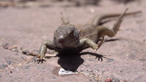 a slow motion macro shot of a small lizard doing power planks on the hot ground.