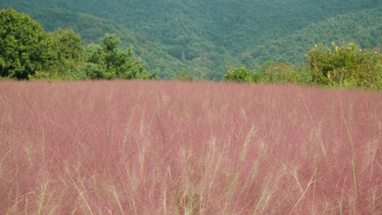 고지대에서 꽃이 피는 분홍색 무힐리 풀
