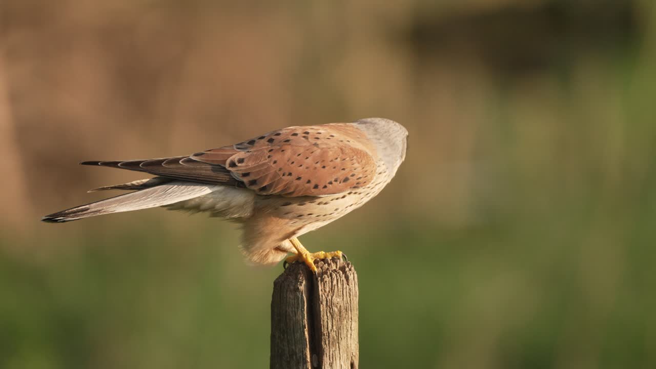 el macho del pájaro kestrel común, también conocido como kestrel europeo, volando lejos de la estaca de madera, en cámara lenta
