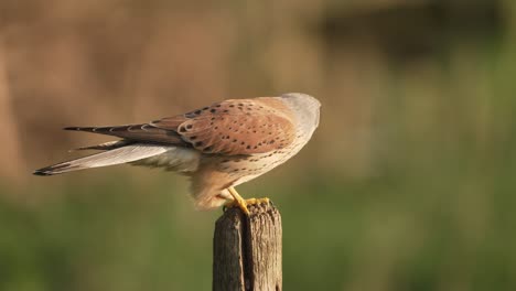 male common kestrel bird, aka european kestrel, flying away from wooden stake, slow motion