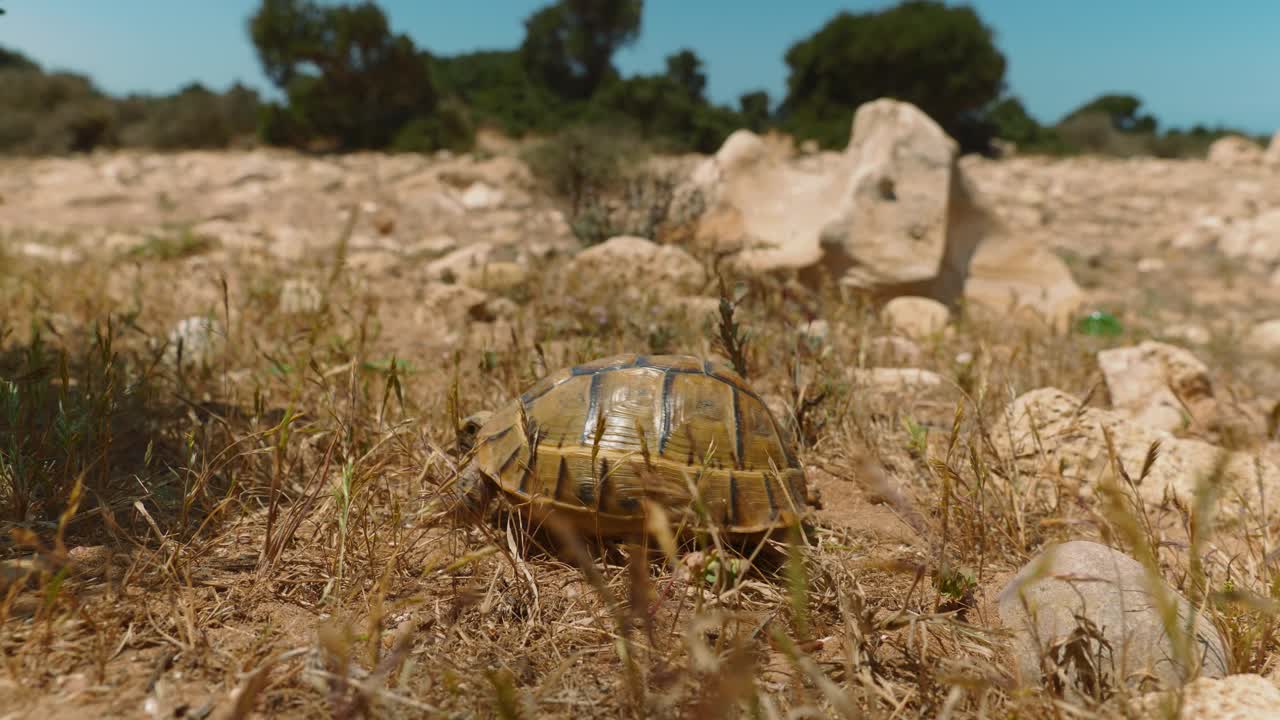 tortuga afgana caminando sobre la tierra seca en un día soleado, de cerca
