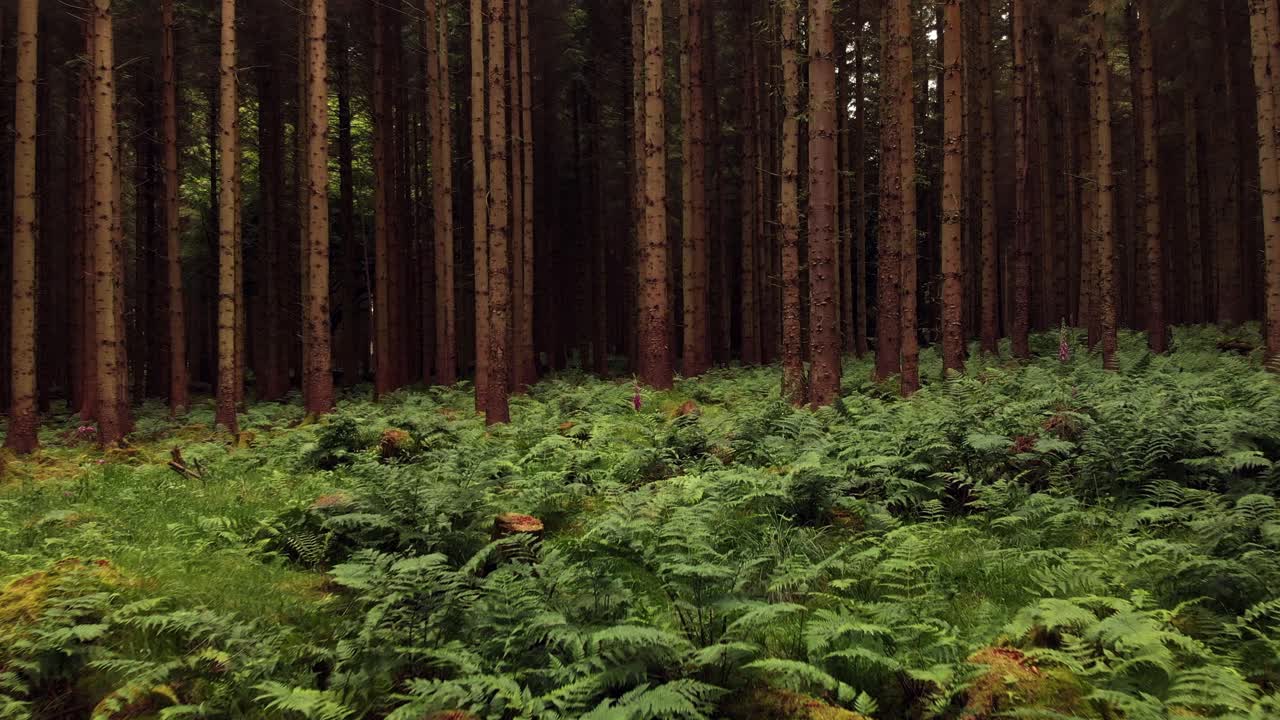 drone volando hacia adelante a través del bosque de pinos por encima de los helechos