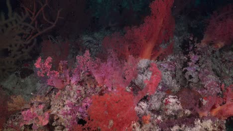 drifting over coral reef with colorful soft corals