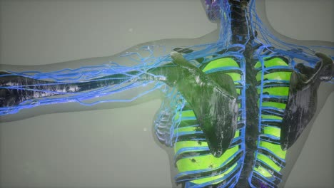 colored human internal organs scan