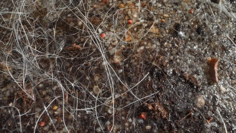 river bottom with gravel and sand. water sways thin stalks