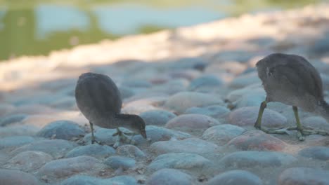 Pájaros-En-Un-Estanque-Caminando-Alrededor