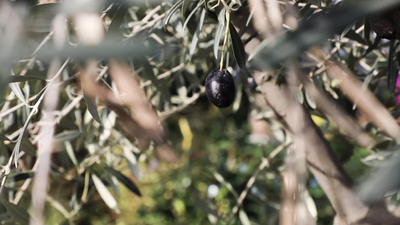 Black Olive on the tree, close up of single ripe olive among olive tree leaves and branches. Slow-motion.