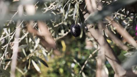 black olive on the tree, close up of single ripe olive among olive tree leaves and branches. slow-motion.