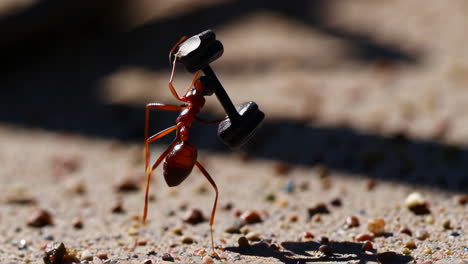 ant lifting tiny dumbbells