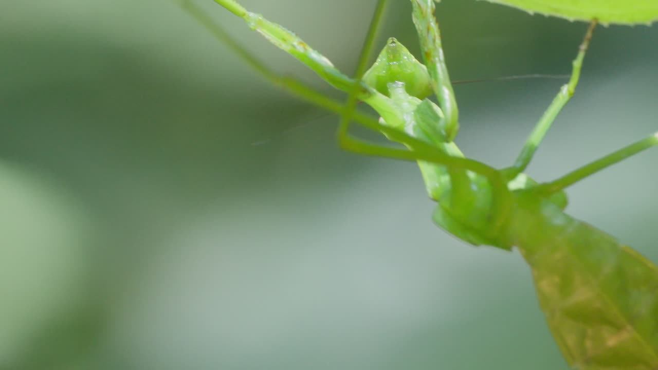 A Macro Mantis hanging from a leaf, crawling around and lifting its head over the top. Tambopata, Madre de Dios Region, Peru