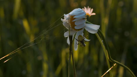 spider on a withering daisy