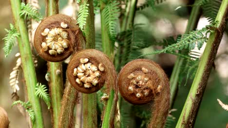 close up of man fern shoots at hopetoun falls on the great ocean road