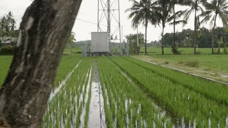 indonesian rice paddy with pylon