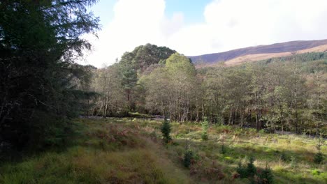 a drone flies over grassland before slowly rising into the canopy of a birch forest in autumn towards an ancient caledonian scots pine forest fragment and a river