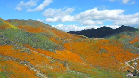 Luftaufnahme-Von-Kalifornischen-Mohnblumen,-Superblüte,-Blumen,-Bergen,-Frühling,-Schönheit,-Farbe,-Hügeln,-Natur,-Landschaft