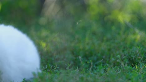 a white rabbit in green grass