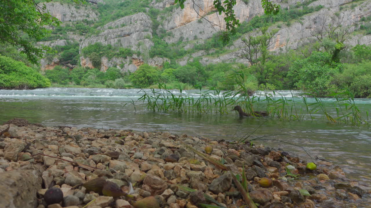 오리 한 마리가 그림을 헤엄쳐서 육지 위에 계속 서 있습니다.