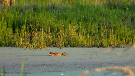 duck swimming in a marsh near dense green reeds, with sunlight highlighting the calm water and natural surroundings