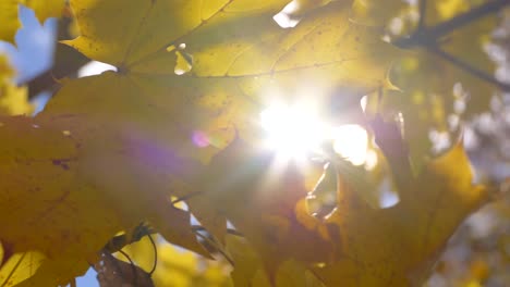 waving yellow leaves in wind and sun backlight in background during autumnal day