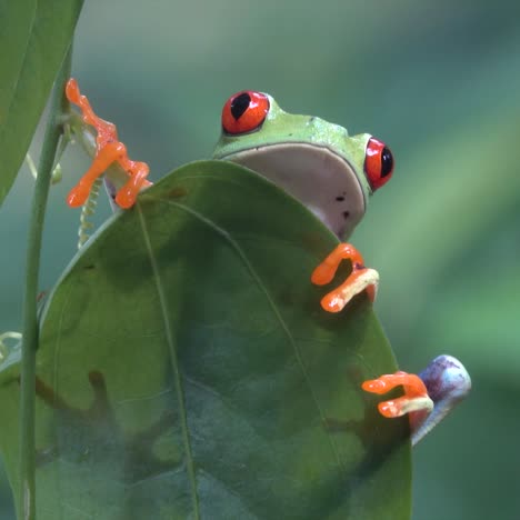 Close-up-of-a-red-eyed-tree-frog-looking-over-a-leaf-in-the-rainforest-1