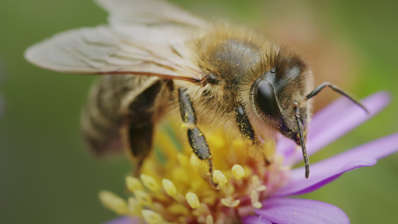 macro detallado de la abeja de miel afuera en el jardín, descansando en una flor