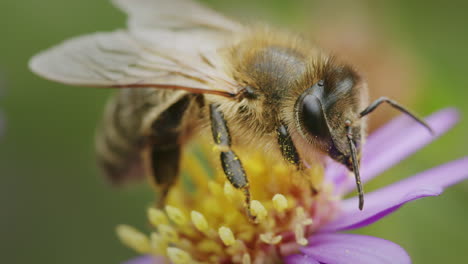 detailed macro closeup of honeybee outside in garden, resting on a flower