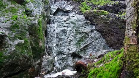 pequeña cascada y un arroyo de agua en el bosque