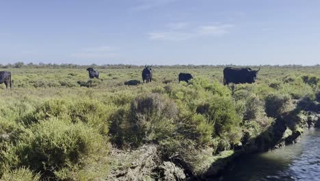 los bueyes se paran en la orilla de un río y pastan pacíficamente con animales jóvenes en el sol en buen tiempo