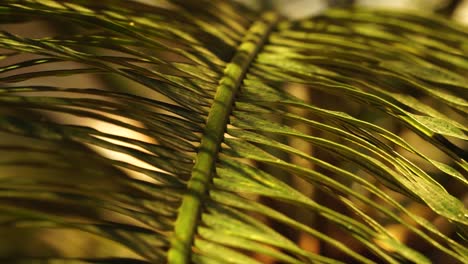 sunlit palm leaf shakes in wind, olive green frond structure close up