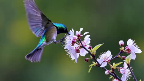 Close-up video of a vibrant hummingbird feeding on cherry blossoms