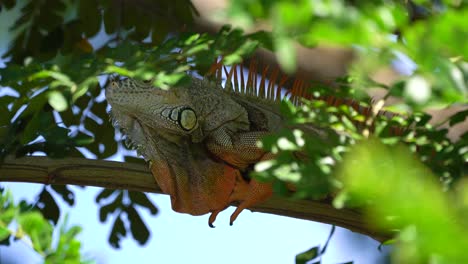 Un-Primer-Plano-De-Una-Gran-Iguana-Verde-Macho-Moviéndose-A-Lo-Largo-De-La-Rama-Del-árbol-De-Una-Manera-Torpe-Y-Balanceándose-Y-Sacudiendo-La-Cabeza