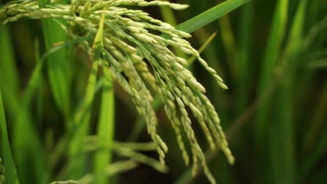 Rice-is-the-staple-food-in-many-Asian-countries