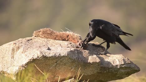 pássaro corvo preto comendo presa em pedra