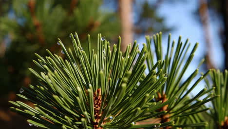 pine trees in a forest