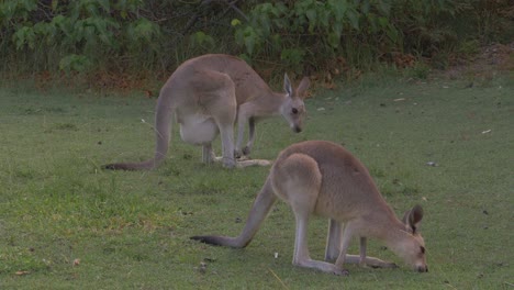 North-Stradbroke-Island-Landschaft-Mit-Grasenden-Kängurus-Im-North-Gorge-Walk,-Point-Lookout,-Queensland,-Australien