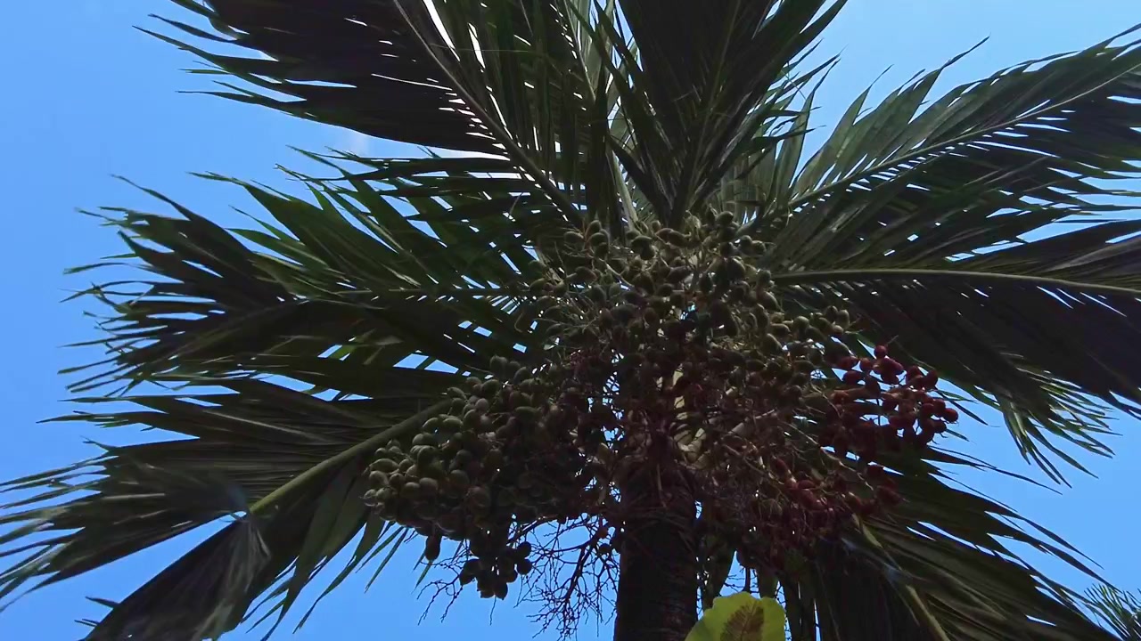 Palmera con una fuerte brisa contra un cielo azul intenso. Filmado en Filipinas.