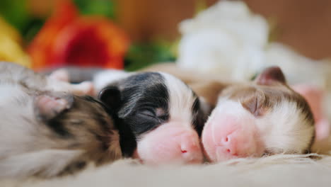 unos cachorros pequeños cerca de un ramo de flores