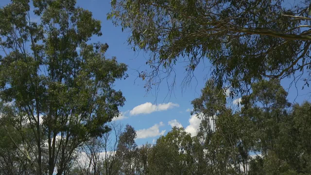 오스트레일리아 부쉬랜드 숲, 고무 나무, 파란 하늘, 큰 구름