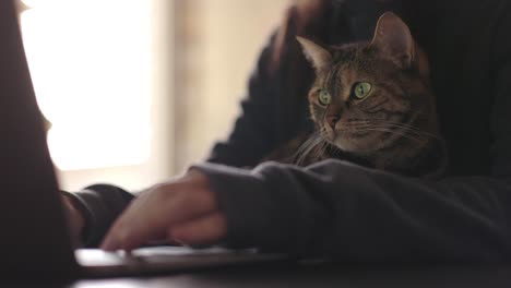 tabby cat lookin at a computer while sitting in the lap of a woman