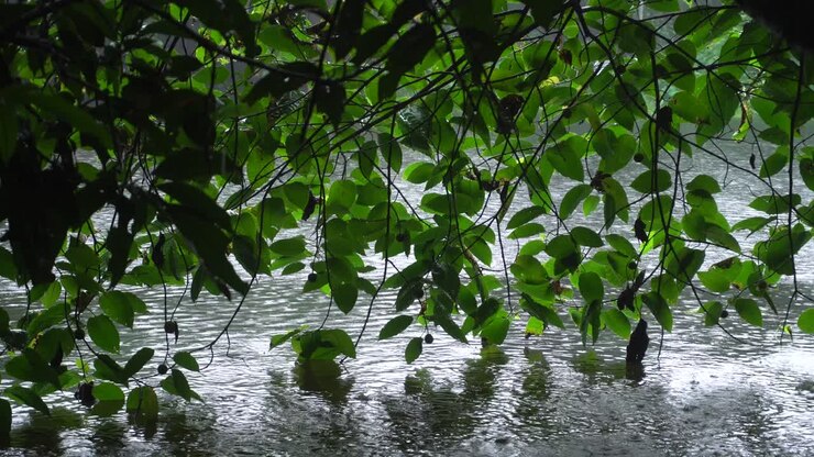 Aerial view sort of deep green jungle or forest