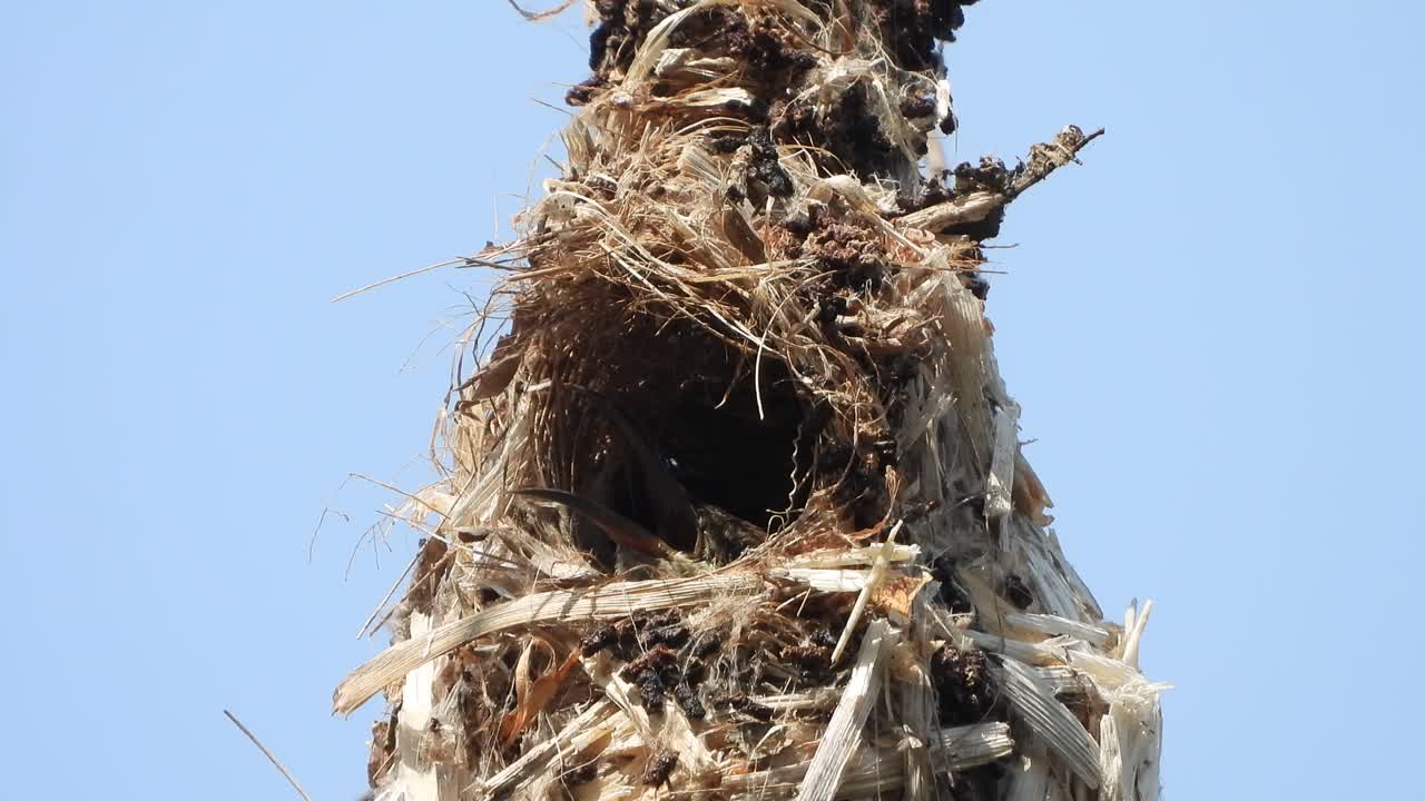 colibrí en el nido - huevos