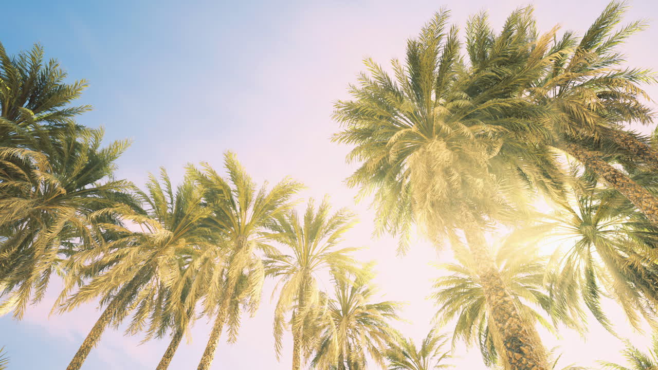 Palme lussureggianti che si protendono verso un cielo luminoso in una giornata di sole